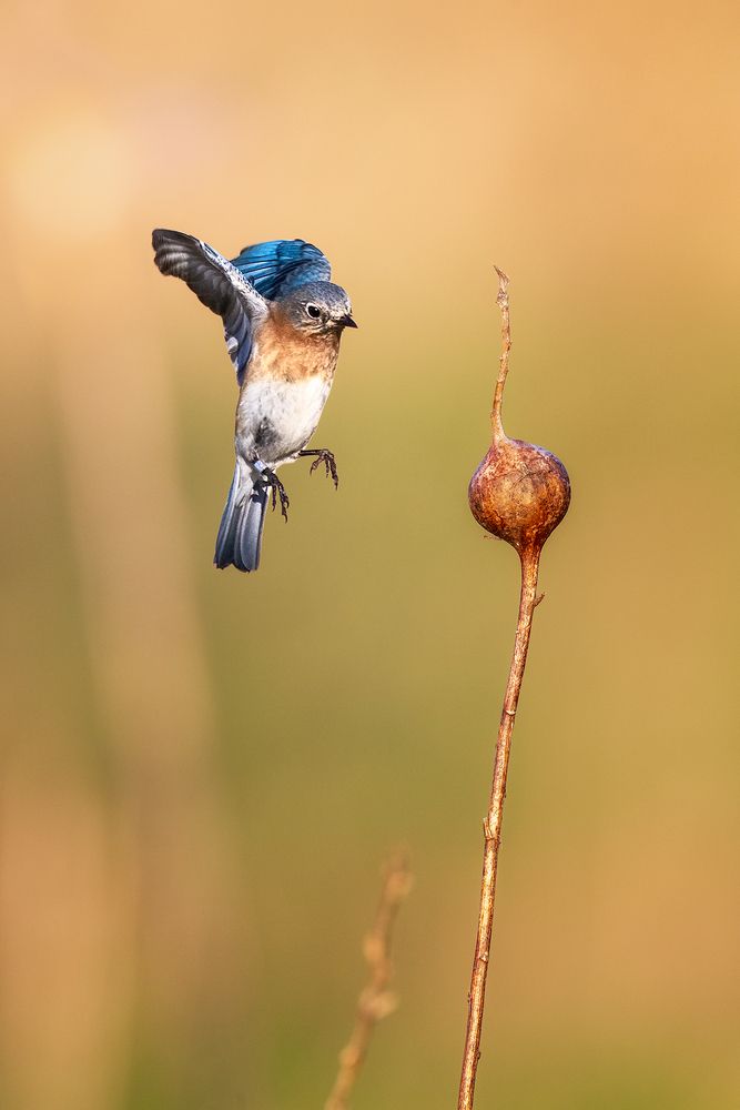 Photograph by Zhenhuan Zhou