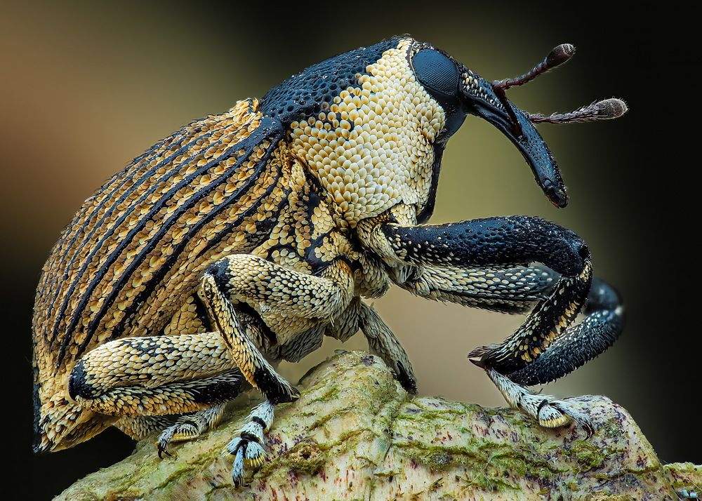 Photograph by Tran The Ngoc