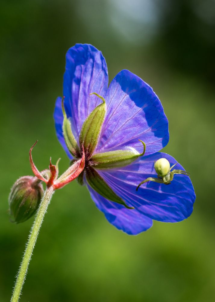 Photograph by Mark Devender