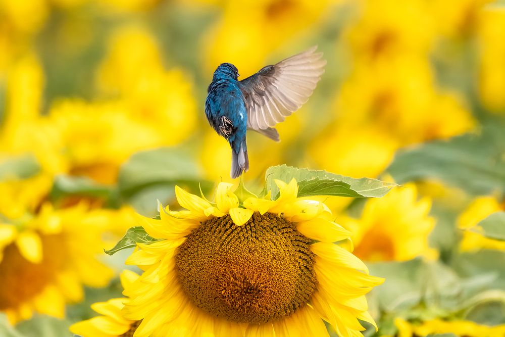Photograph by Zhenhuan Zhou