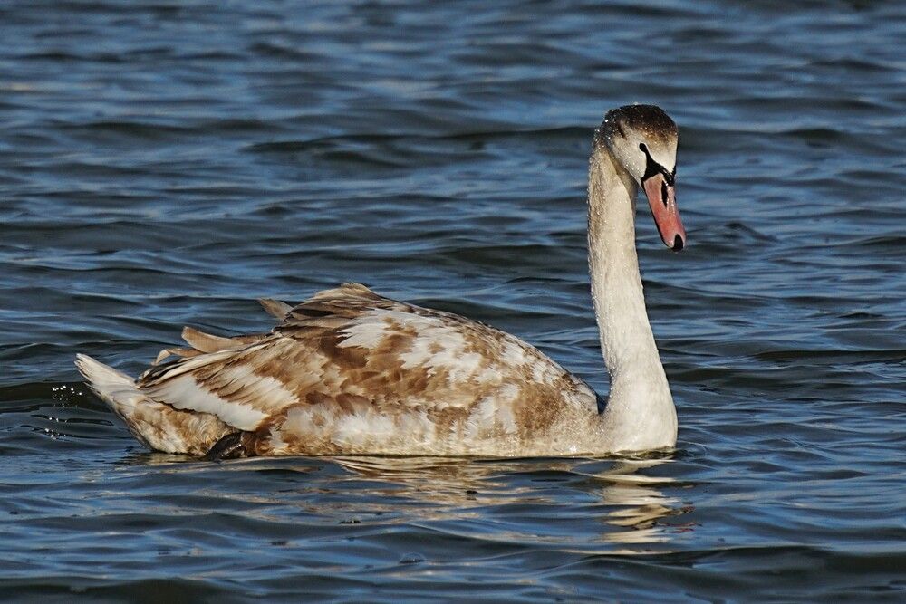 Фотография автора света хлевненко