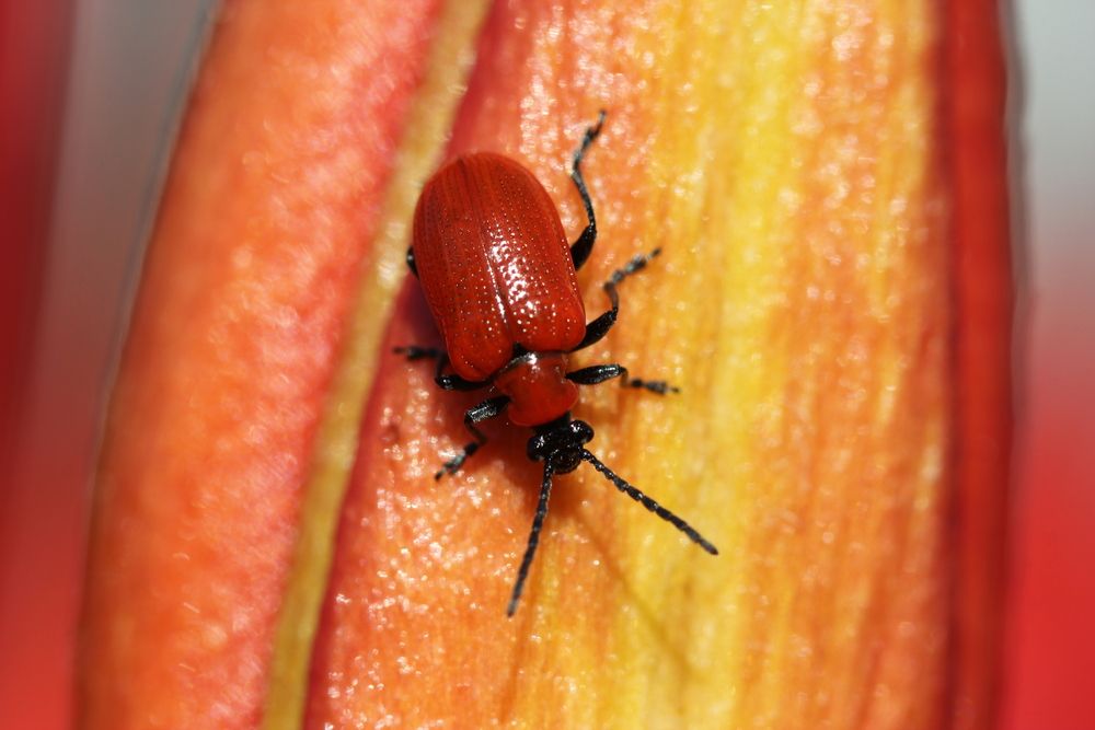 Фотография автора Анна-Лаймуте Милошевич