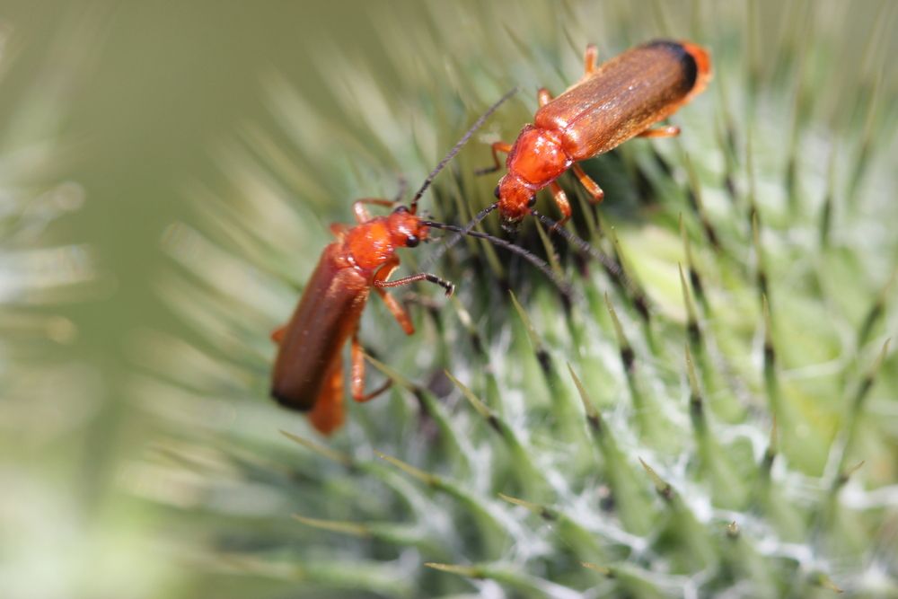 Фотография автора Анна-Лаймуте Милошевич