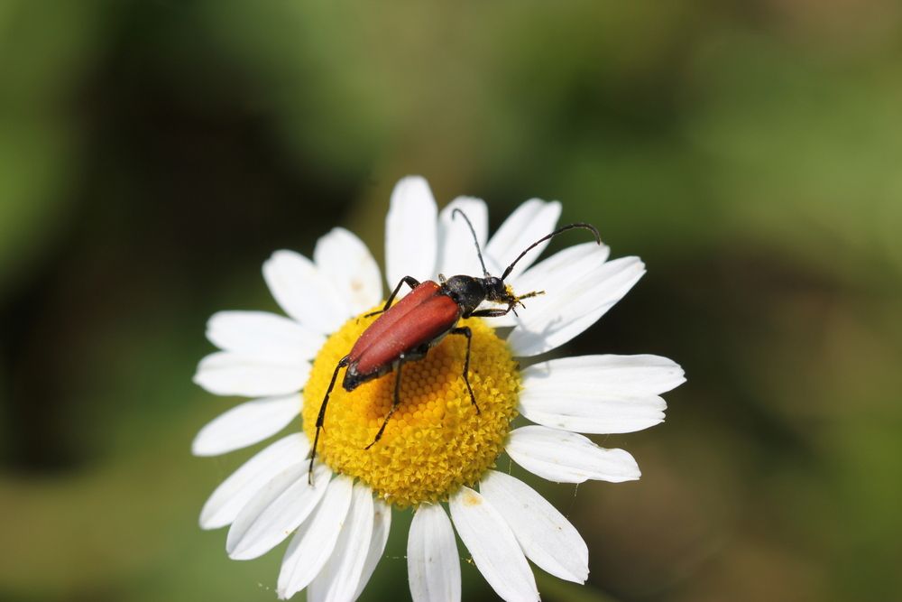 Фотография автора Анна-Лаймуте Милошевич