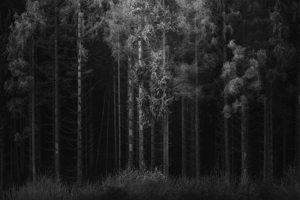 Photograph by de Franzoni Thomas