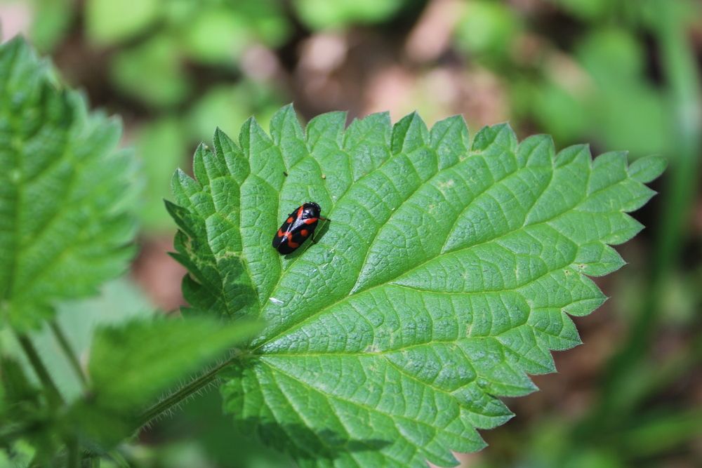 Photograph by Николай Немчанинов