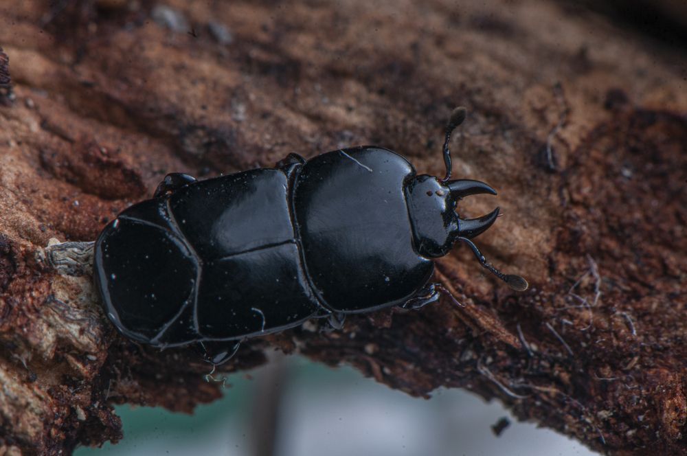 Photograph by Chamara Sulakkhana Polwatta Siriyalage