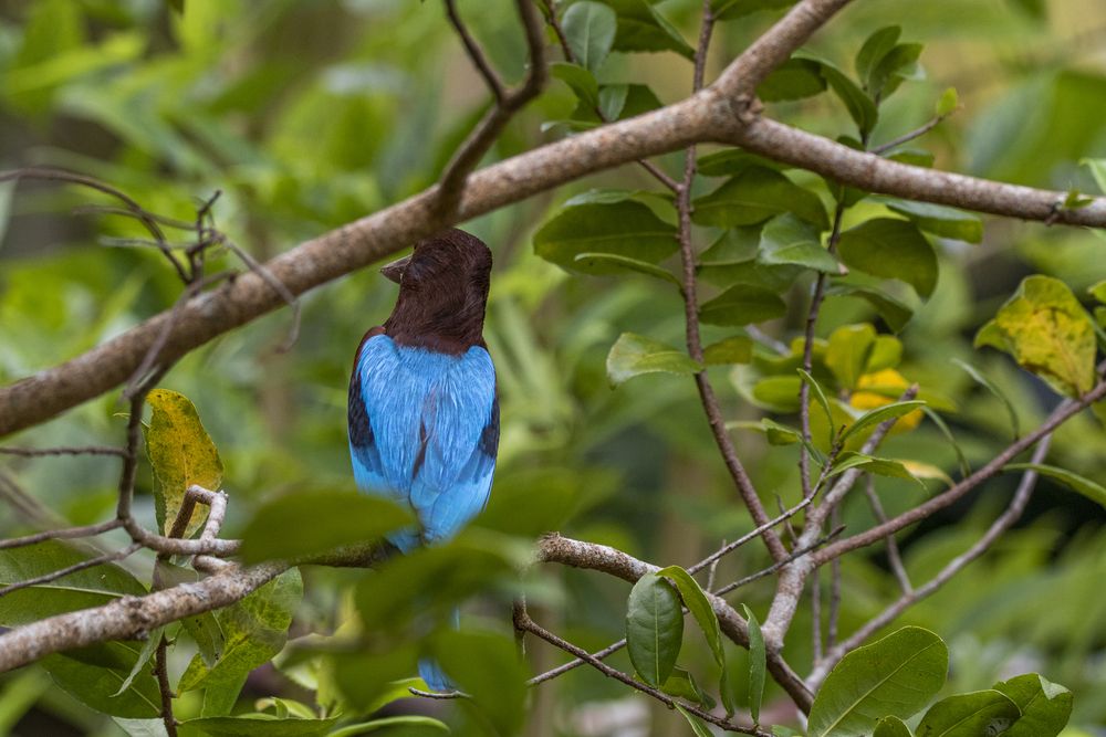 Photograph by Chamara Sulakkhana Polwatta Siriyalage