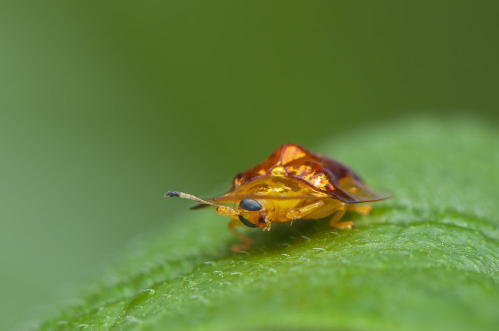 Photograph by Chamara Sulakkhana Polwatta Siriyalage