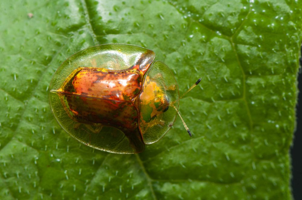 Photograph by Chamara Sulakkhana Polwatta Siriyalage