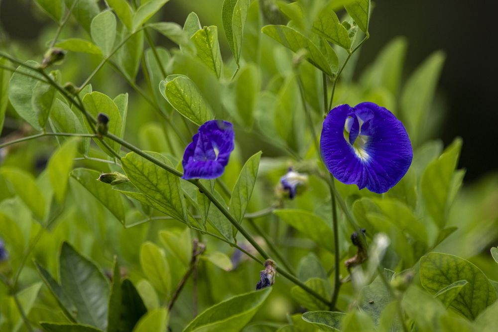Photograph by Chamara Sulakkhana Polwatta Siriyalage