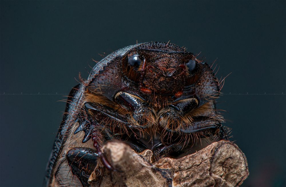 Photograph by Chamara Sulakkhana Polwatta Siriyalage