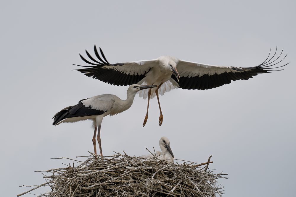 Photograph by TORNIKE PAPKIAURI