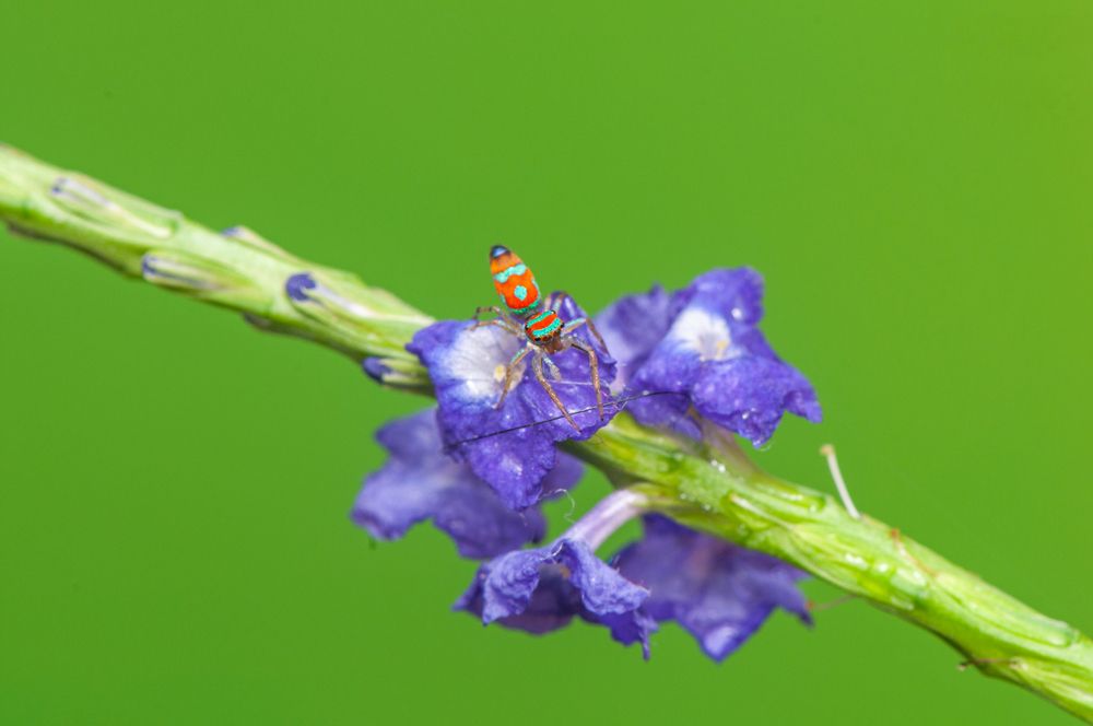 Photograph by Chamara Sulakkhana Polwatta Siriyalage