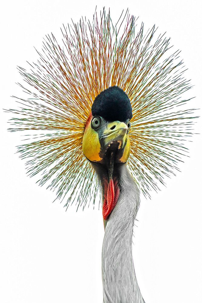 Фотография автора NeCoTi ChonTin