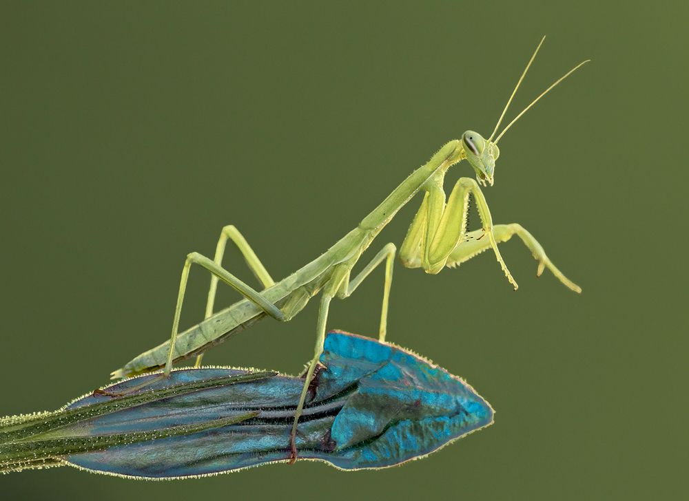 Photograph by Mario Fiorucci