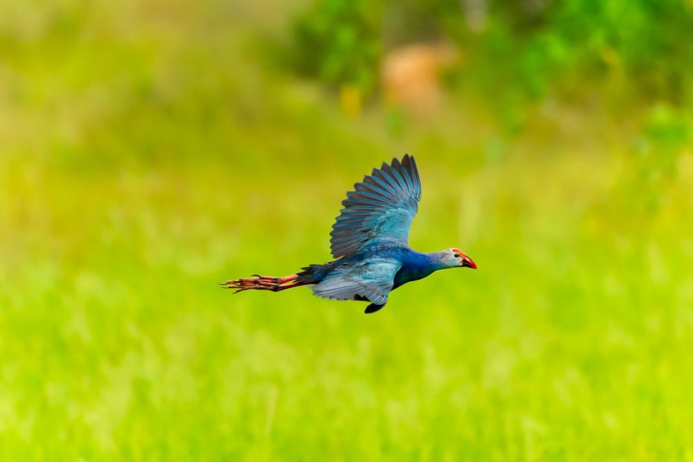 Photograph by Abhishek Pradhan