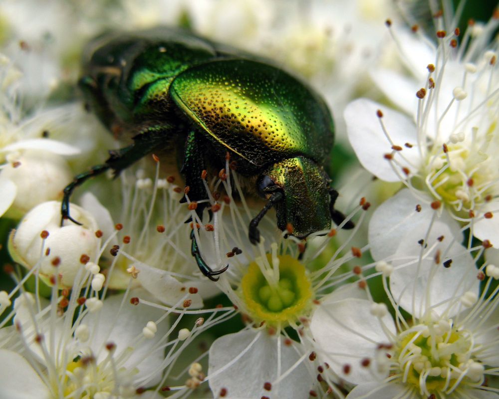 Бронзовка золотистая