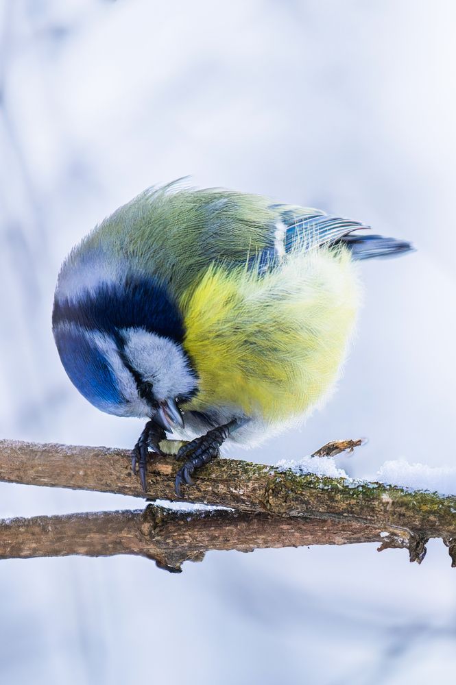 Фотография автора Екатерина Якель