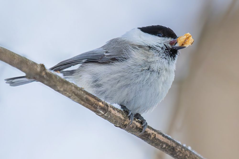 Фотография автора Екатерина Якель