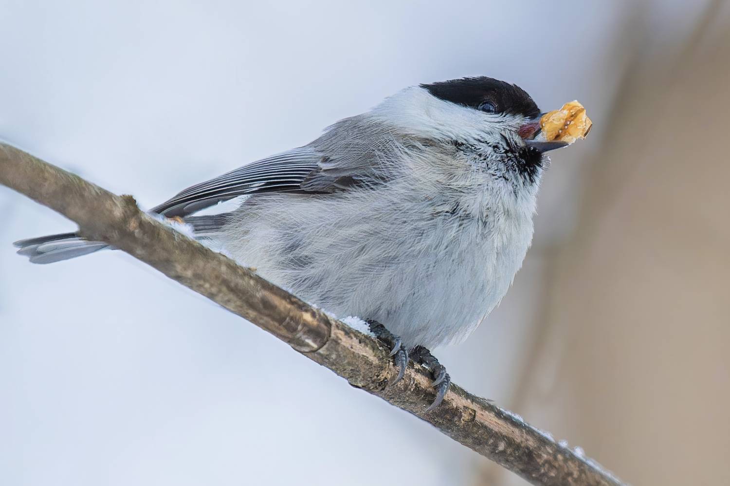 Фотография #13190328