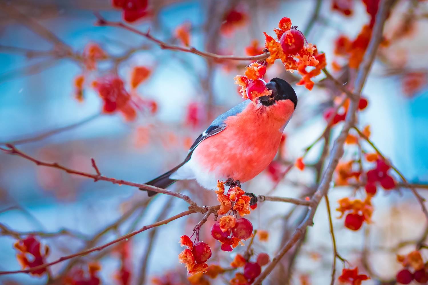 Фотография #13190347