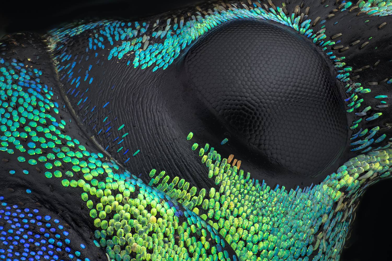 Detail Eupholus magnificus 10x