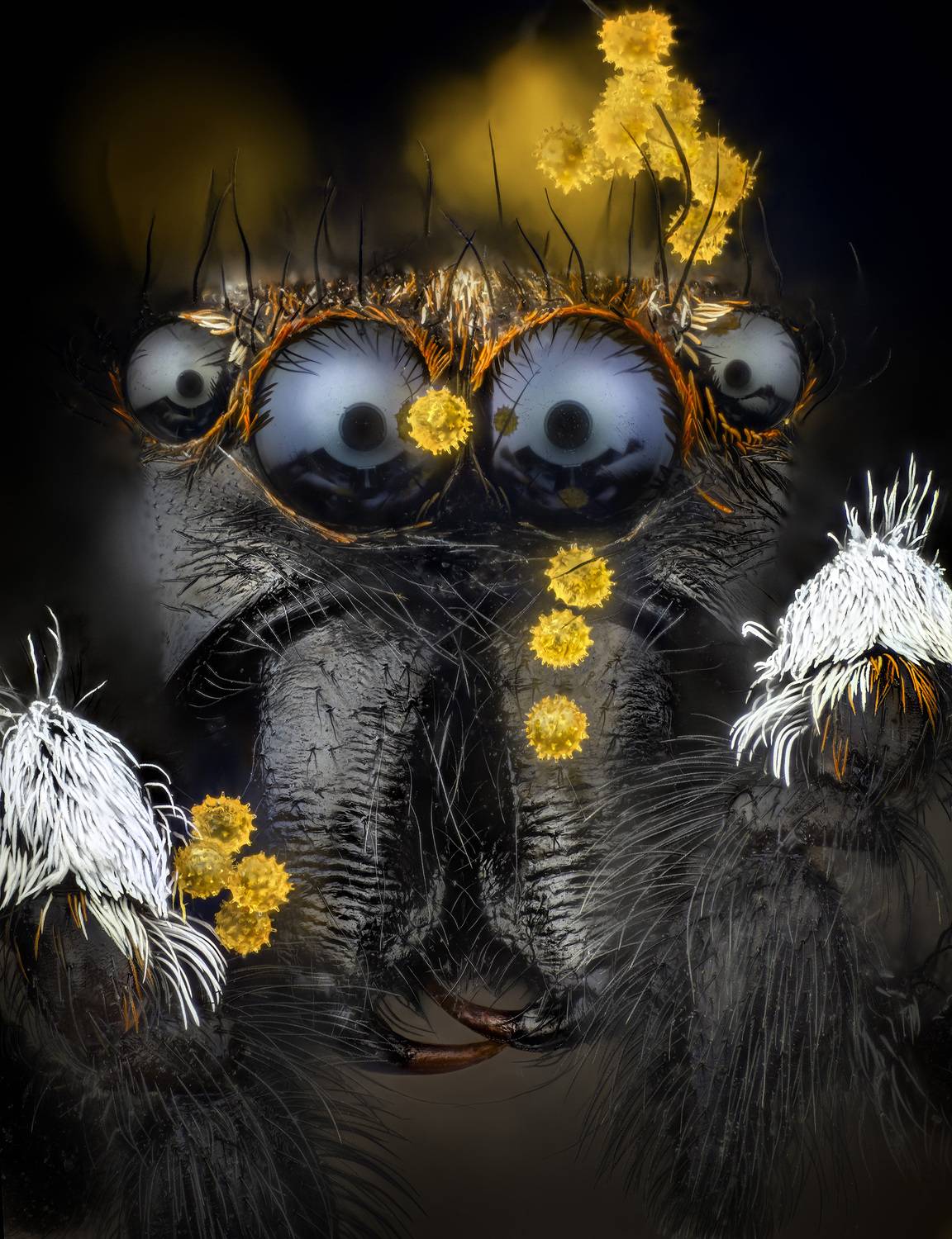 Jumping spider and pollen