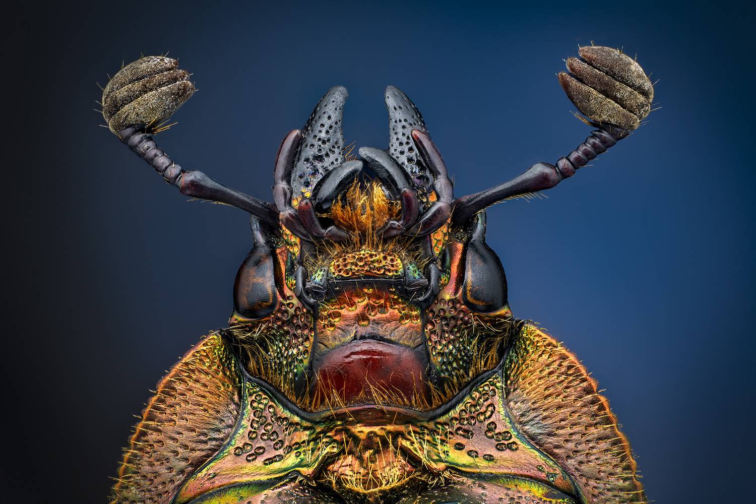 Lamprima adolphinae female