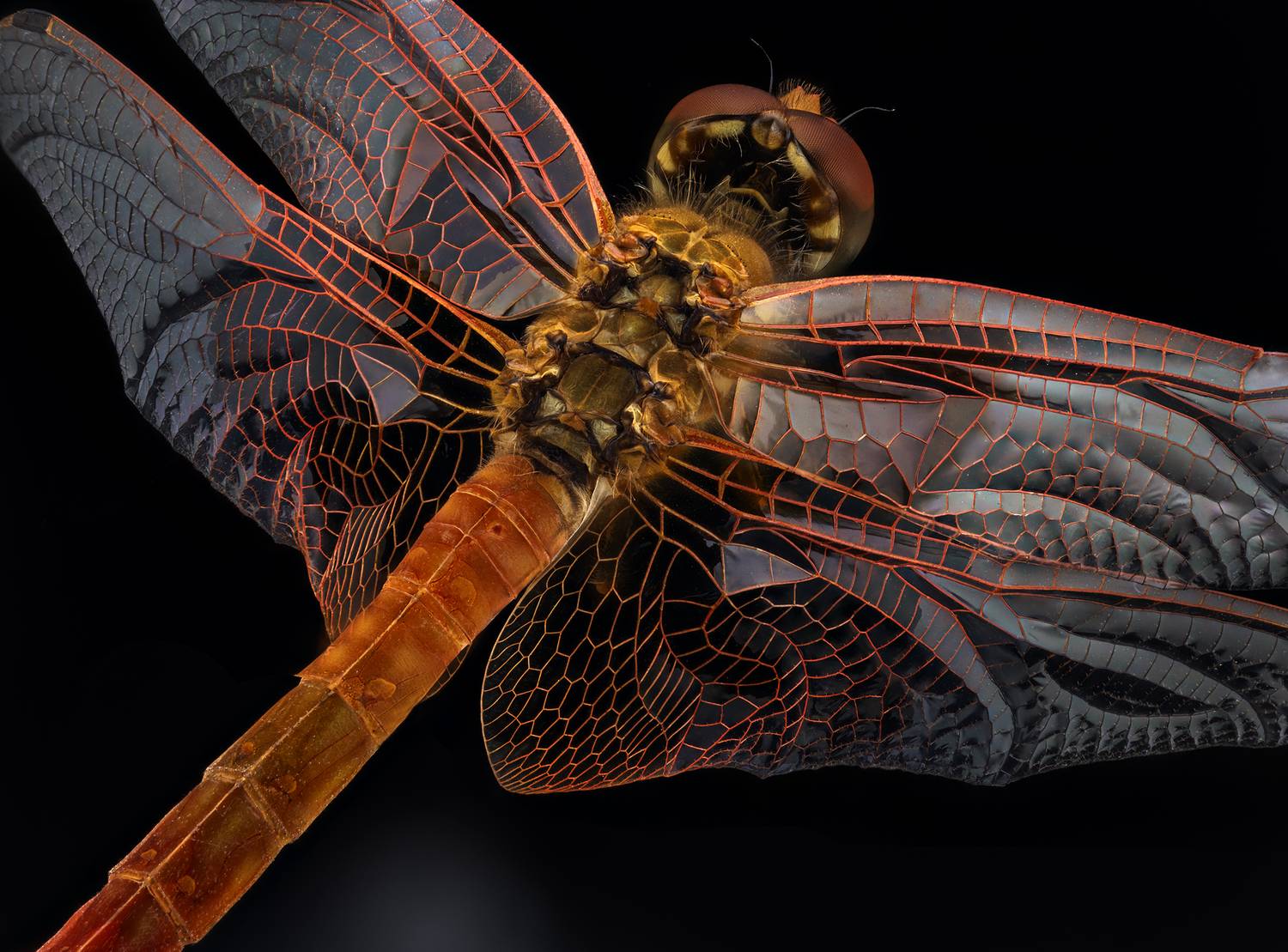 Sympetrum striolatum