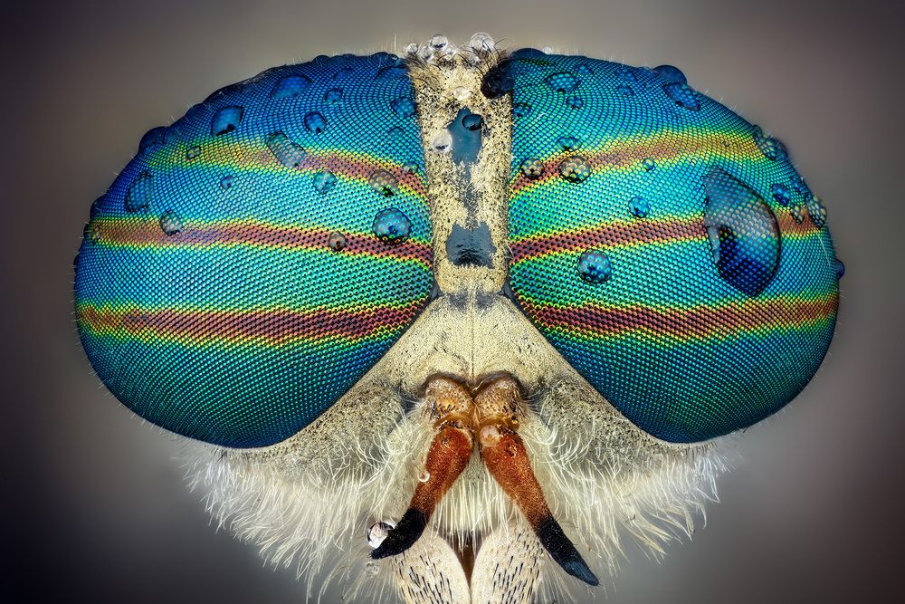 Horsefly eyes