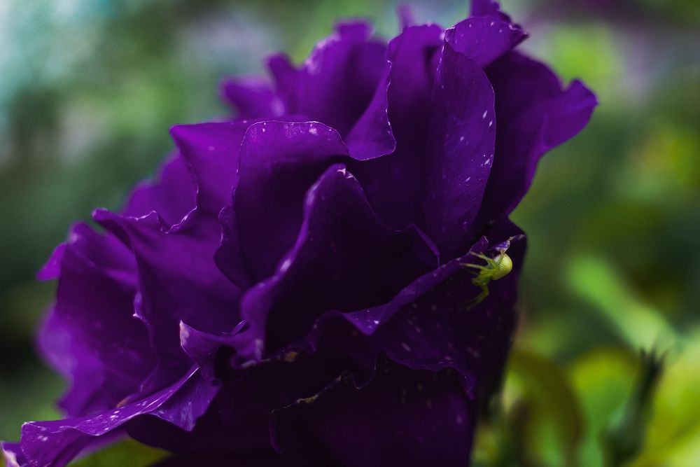 Photograph by Алла Никушкина