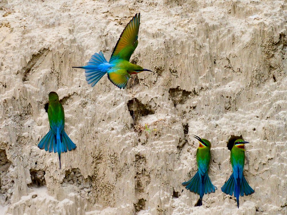 Фотография автора Irene Chattopadhyay