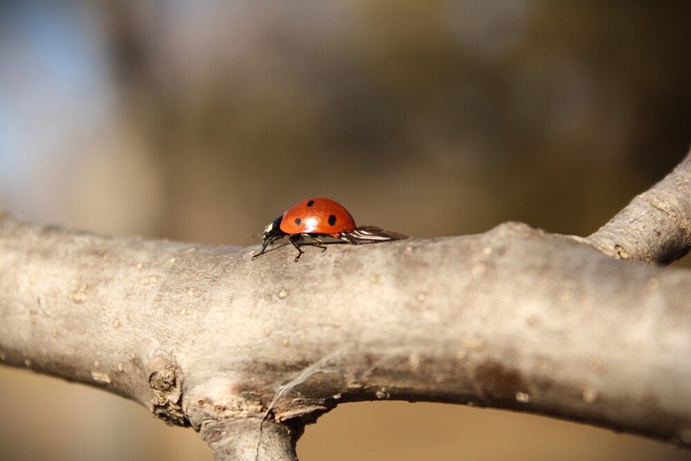 Photograph by Любовь Войводич