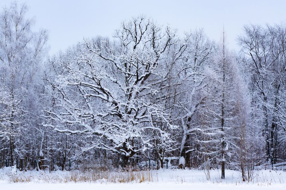 Зимняя сказка