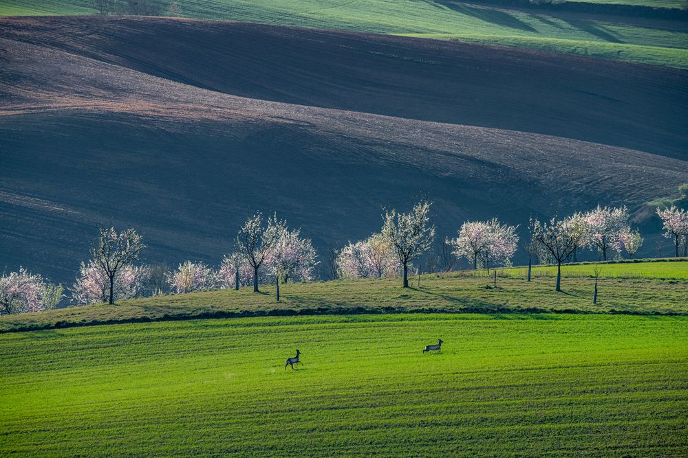 Spring hills of Moravia