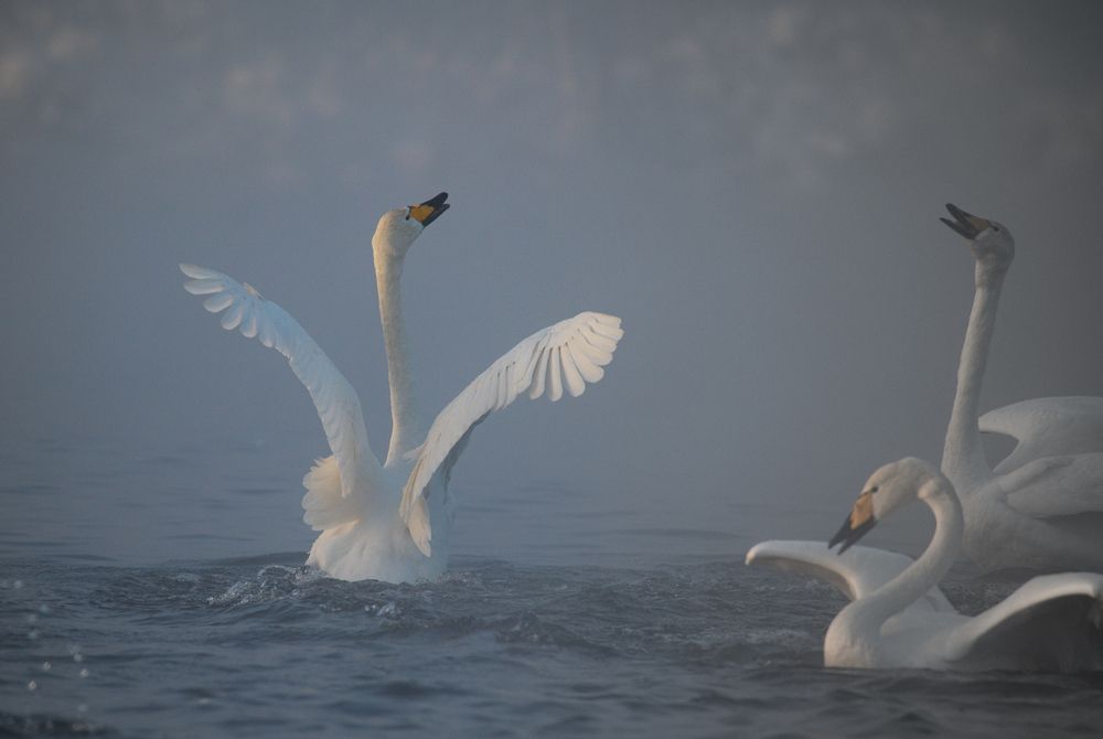 Photograph by Тарас Махринский
