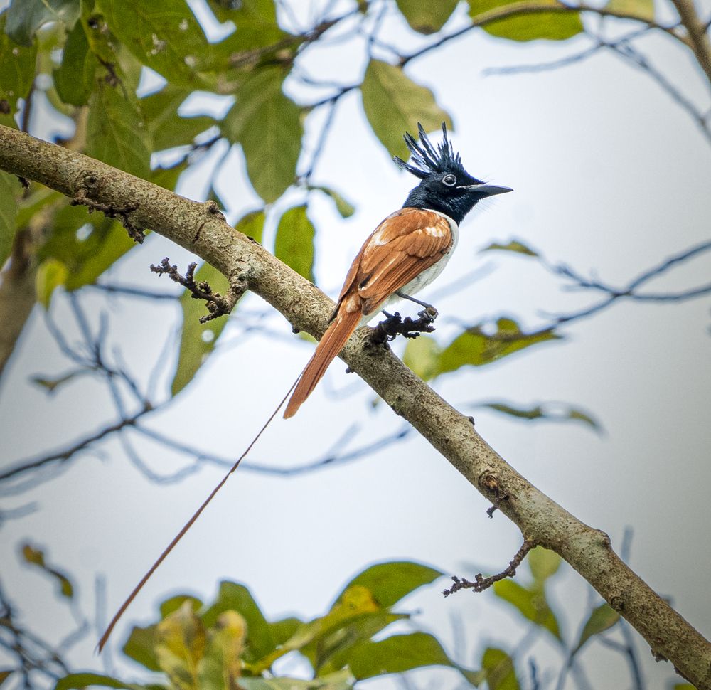 Photograph by Anantharajha Manoj