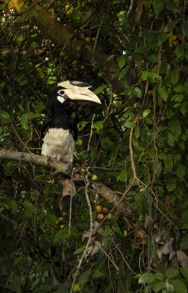 Photograph by Anantharajha Manoj