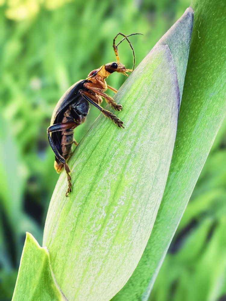 Фотография автора Елена Чулюнина
