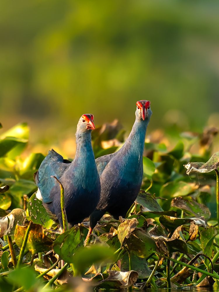 Photograph by Abhishek Pradhan