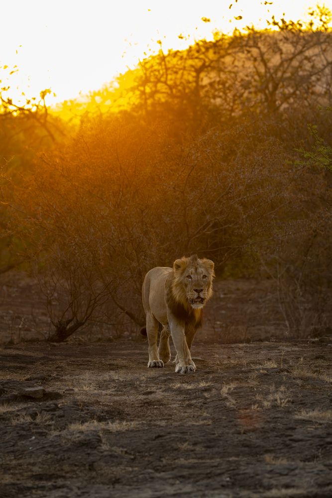 A Lion