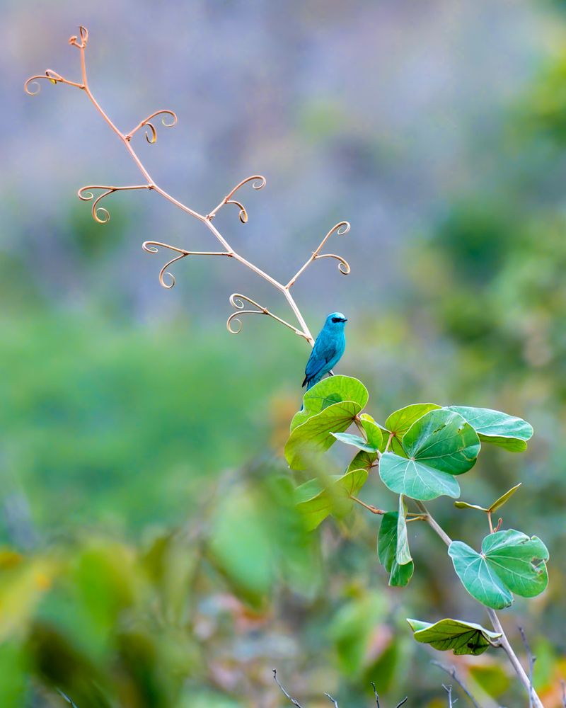 Photograph by Abhishek Pradhan