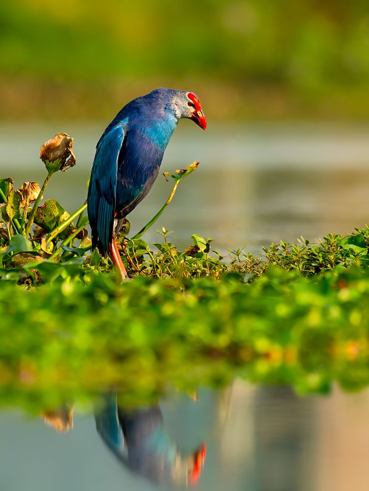 Photograph by Abhishek Pradhan