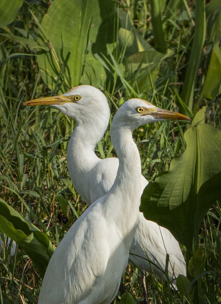 Photograph by Anantharajha Manoj