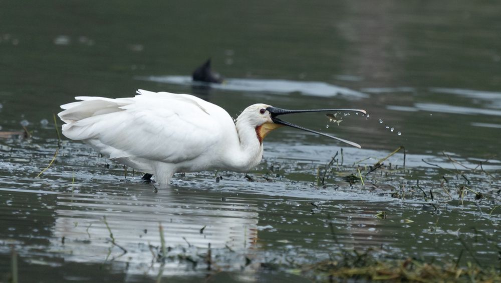 Photograph by MAYANK VERMA