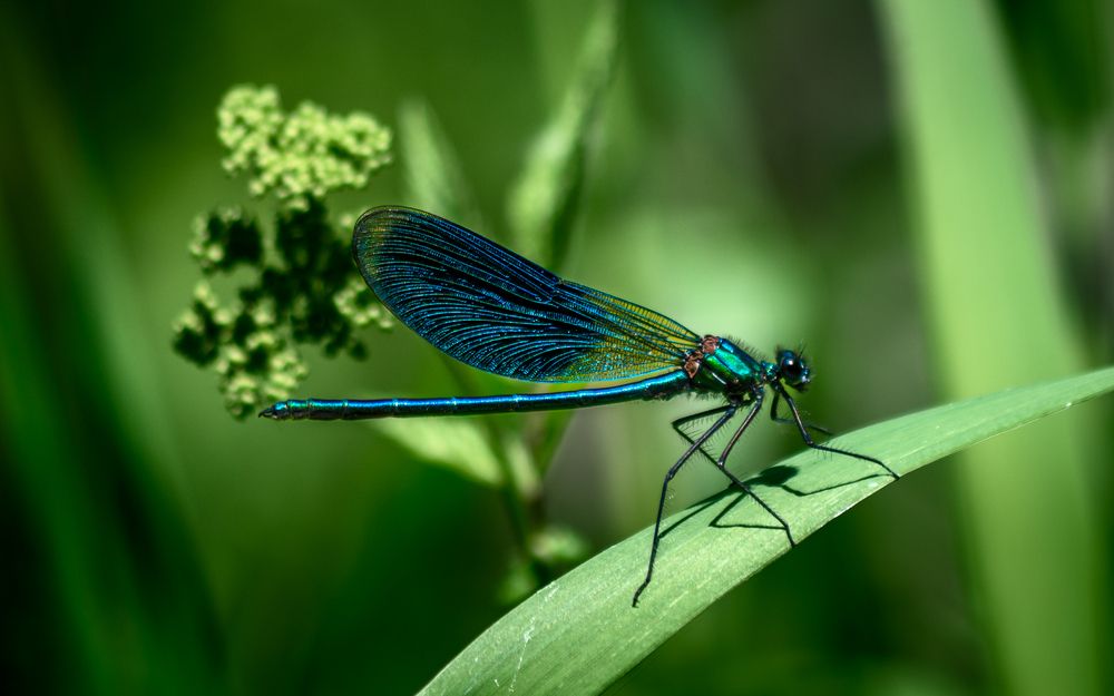 Photograph by Mark Devender