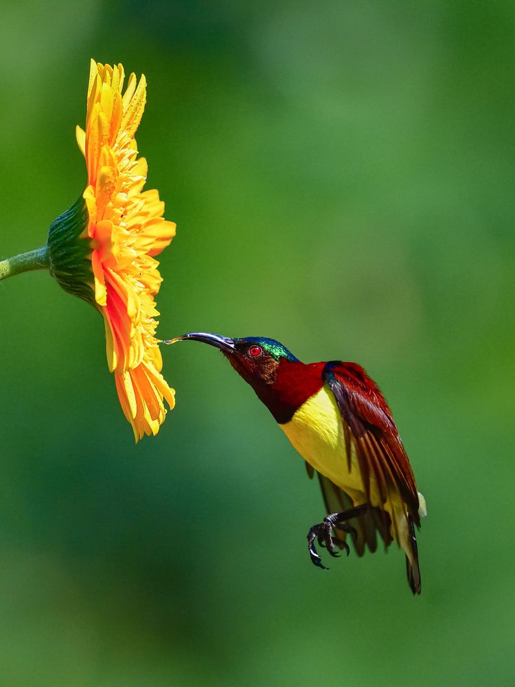 Photograph by Irene Chattopadhyay