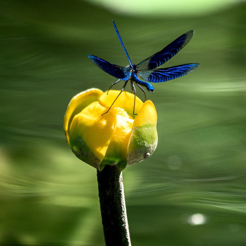 Photograph by Mark Devender