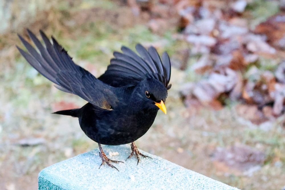Фотография автора Галина Швыркова
